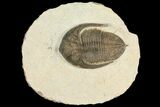 Bargain, Zlichovaspis Trilobite - Lghaft, Morocco #100388-5